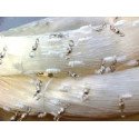 Piggvar - 500m x 1.0mm x 100 snuere